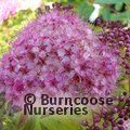 SPIRAEA japonica 'Anthony Waterer' 