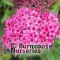 SPIRAEA japonica 'Anthony Waterer' 