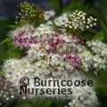 SPIRAEA japonica 'Shirobana' 