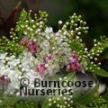 SPIRAEA japonica 'Shirobana' 