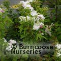 SPIRAEA japonica 'Shirobana' 