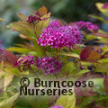 SPIRAEA japonica 'Magic Carpet' 