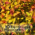 SPIRAEA japonica 'Magic Carpet' 