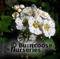 SPIRAEA nipponica 'Snowmound' 