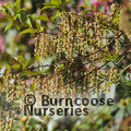 STACHYURUS chinensis  