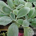 STACHYS lanata 'Silver Carpet 