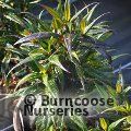 Small image of conehead