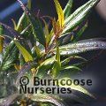 STROBILANTHES anisophyllus 'Assam' 