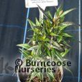 STROBILANTHES anisophyllus 'Assam' 