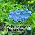 Small image of STROBILANTHES