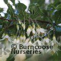 STYRAX formosanus var. hayatiana 