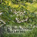 STYRAX formosanus var. hayatiana 