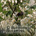 STYRAX formosanus var. hayatiana 
