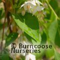 STYRAX japonicus 'Fragrant Fountain' 