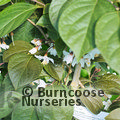 STYRAX japonicus 'Purple Dress' 