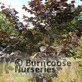 STYRAX japonicus 'Purple Dress' 