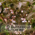 STYRAX japonicus 'Purple Dress' 