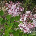 SYRINGA microphylla 'Superba' 