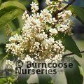 SYRINGA pekinensis 'Beijing Gold' 