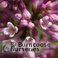 SYRINGA prestoniae 'Minuet' 