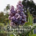 SYRINGA vulgaris 'Michel Buchner' 