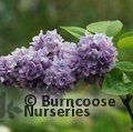 SYRINGA vulgaris 'Michel Buchner' 
