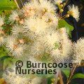 SYZYGIUM smithii  