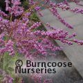 TAMARIX ramosissima 'Pink Cascade' 