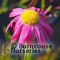 TANACETUM coccineum 'Robinson's Red' 