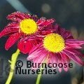 TANACETUM coccineum 'Robinson's Red' 