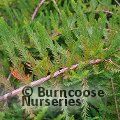 Small image of Deciduous cypress