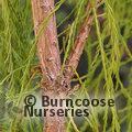 TAXODIUM distichum var. imbricarium 'Nutans'