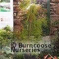 TAXODIUM distichum var. imbricarium 'Nutans'