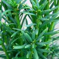 Small image of TAXUS