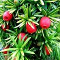 Small image of TAXUS