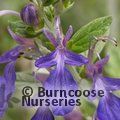 Small image of TEUCRIUM