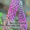 Small image of Iranian germander