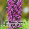 TEUCRIUM hircanicum   