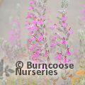 TEUCRIUM marum  
