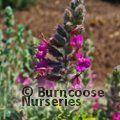 TEUCRIUM marum  