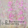 TEUCRIUM marum  