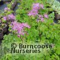 THALICTRUM 'Black Stockings'  