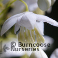 Small image of THALICTRUM