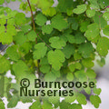 THALICTRUM delavayi 'Hewitt's Double' 