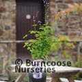 THALICTRUM delavayi 'Hewitt's Double' 