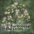 THALICTRUM 'Elin'  