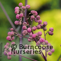 THALICTRUM 'Elin'  