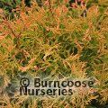 THUJA occidentalis 'Rheingold'  