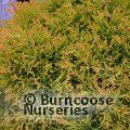 THUJA occidentalis 'Rheingold'  