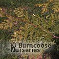 Small image of Korean arborvitae